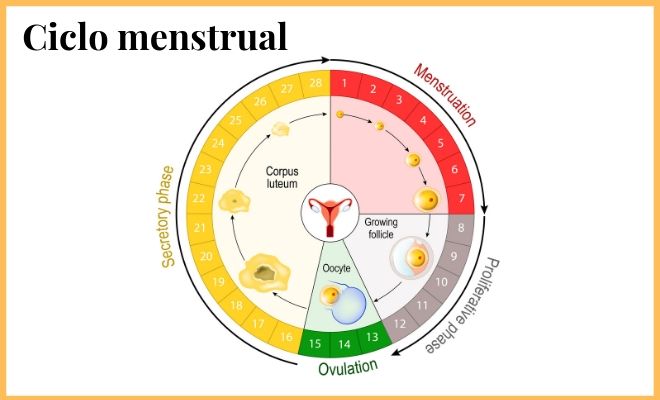 Ciclo Menstrual Ciclo Menstrual Fases Del Ciclo Menstrual Udocz Images